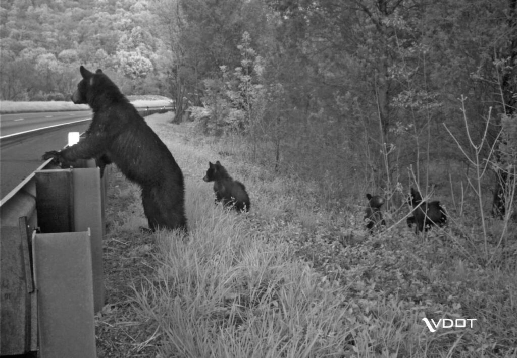 Photo of mama bear looking at I-64 near Charlottesville, VA, as she appears to be concerned about protecting her cubs from the hazards of the road.