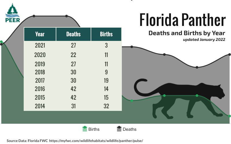 Chart showing the disastrous decline in population in 2021 of the critically endangered Florida panther