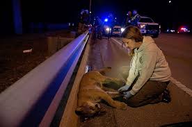 FWC vet kneels by panther stricken by a car near Naples, FL depicting the plight of the critically endangered Florida panther. 