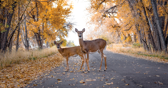 Photo of a deer standing next to her fawn on a country road looking in the direction of what is apparently an oncoming vehicle to protect the doe from the hazards on the road. 