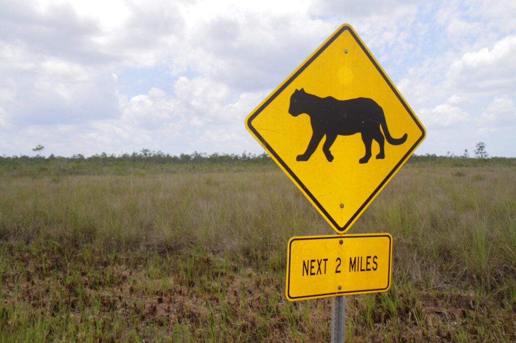 Panther crossing sign in the Everglades reminds drivers to proceed with caution to achieve to achieve mitigation of wildlife-vehicle collisions (Photo: anthercrossing.org)