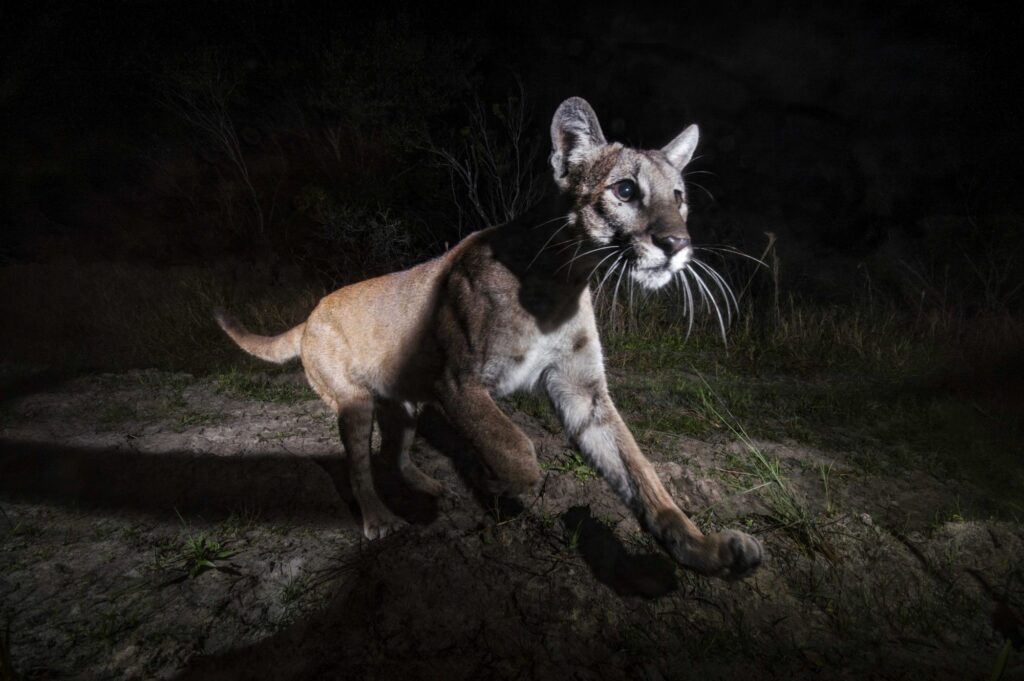 Photo of Panther caught in headlights spotlights the need for NARP’s Highway Campaign to Save Animals