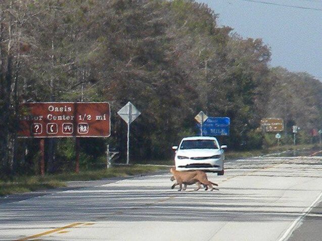 Critically endangered Florida panthers crossing road at Big Cypress National Preserve (Photo: Peter Matthews)