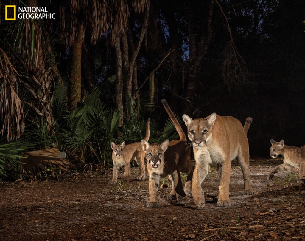 This photo of panther with cubs underscores the need for NARP’s Highway Campaign to Save Animals