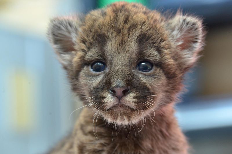 Rescued critically endangered Florida panther kitten recovering at Lowry Park Zoo (Photo: FWC)